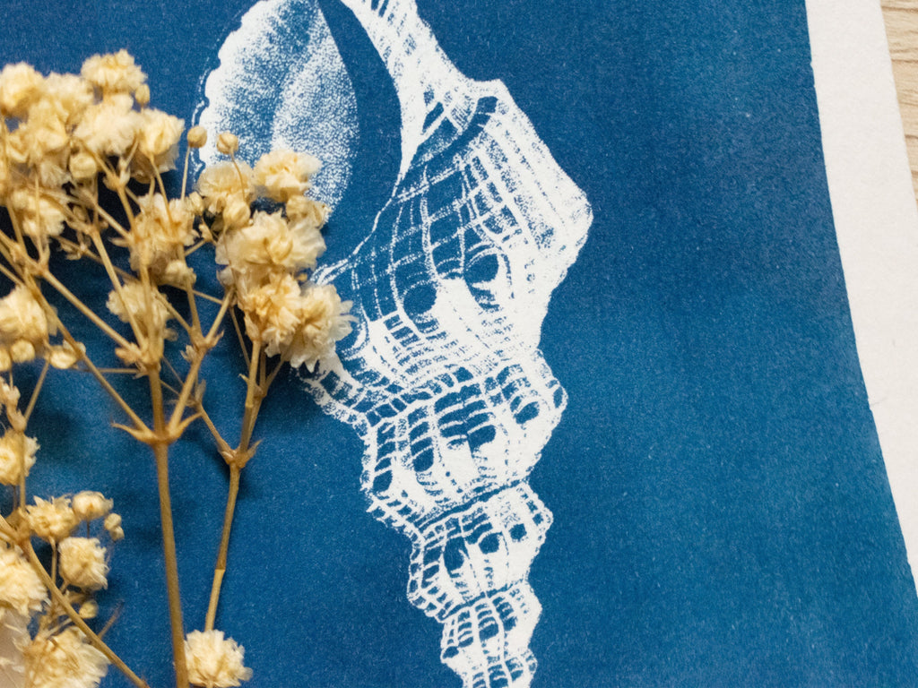 shell cyanotype print with stencil