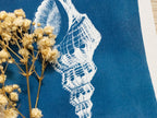 shell cyanotype print with stencil