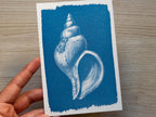 shell negative for cyanotype