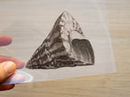 shell stencils for solar printing