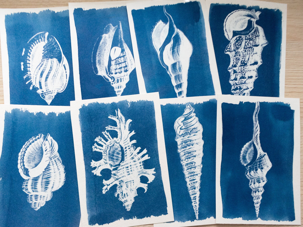shells cyanotype prints