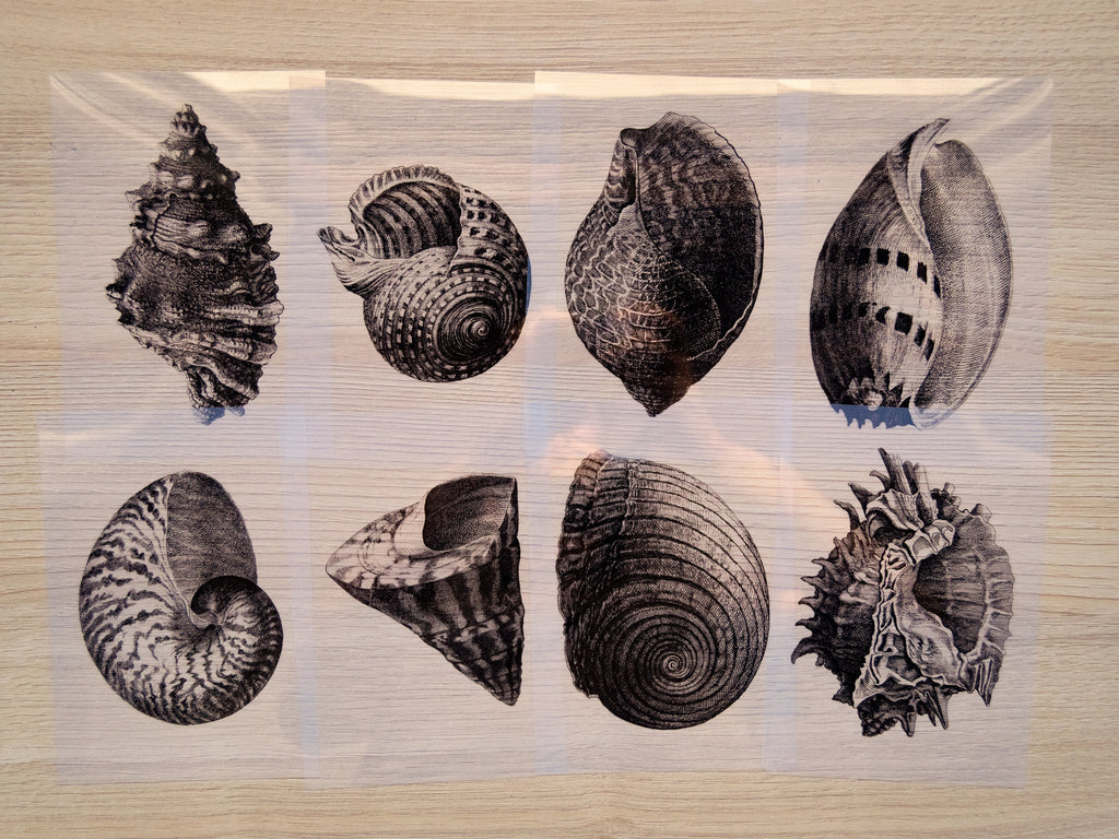 shells cyanotype stencils 