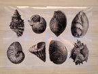 shells cyanotype stencils 
