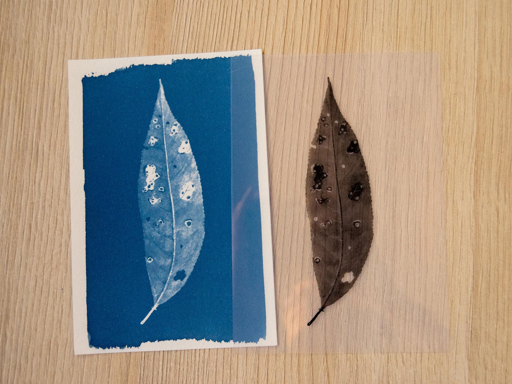 solar print of a pressed leaf