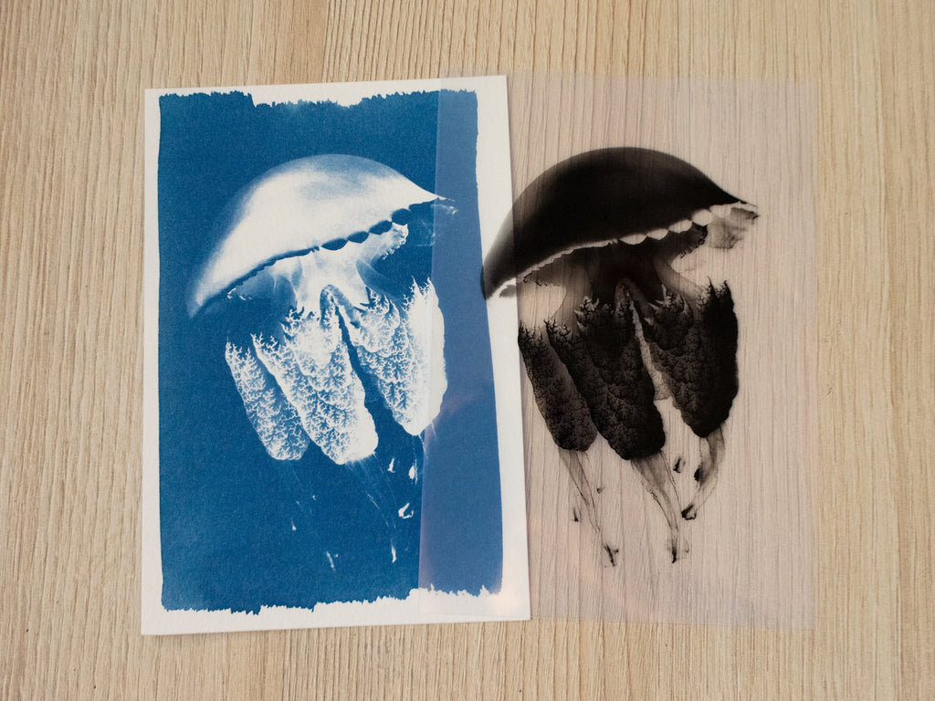 solar printing art with jellyfish stencils