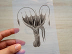 squid cyanotype stencil