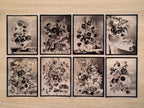 still life cyanotype stencils for solar printing