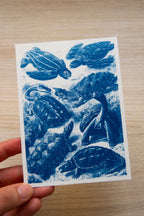 turtle cyanotype art