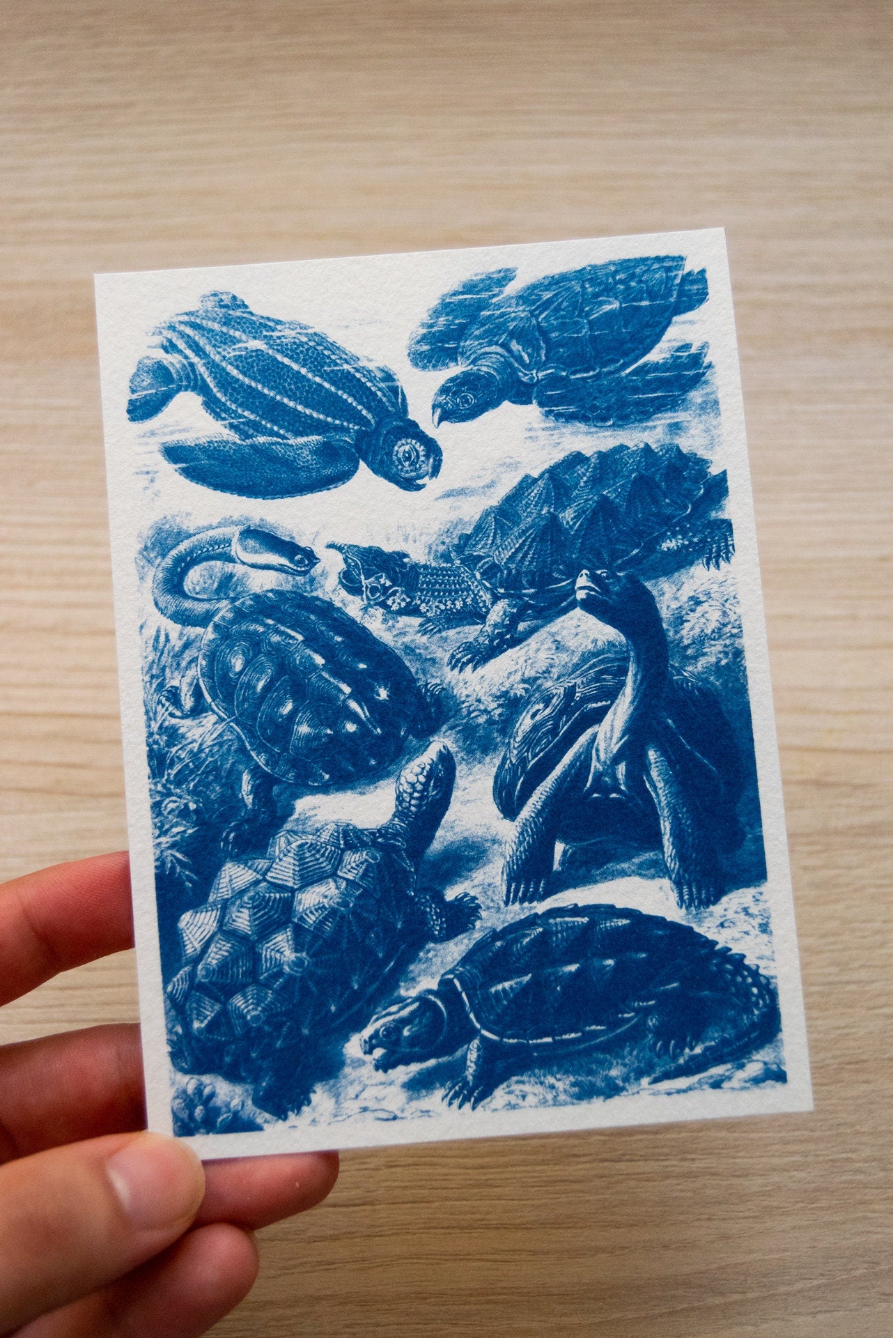 turtle cyanotype art