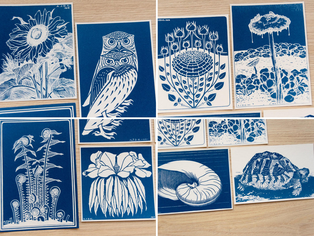 turtle cyanotype print