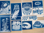 turtle cyanotype print