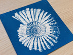 vintage nautilus art made with cyanotype