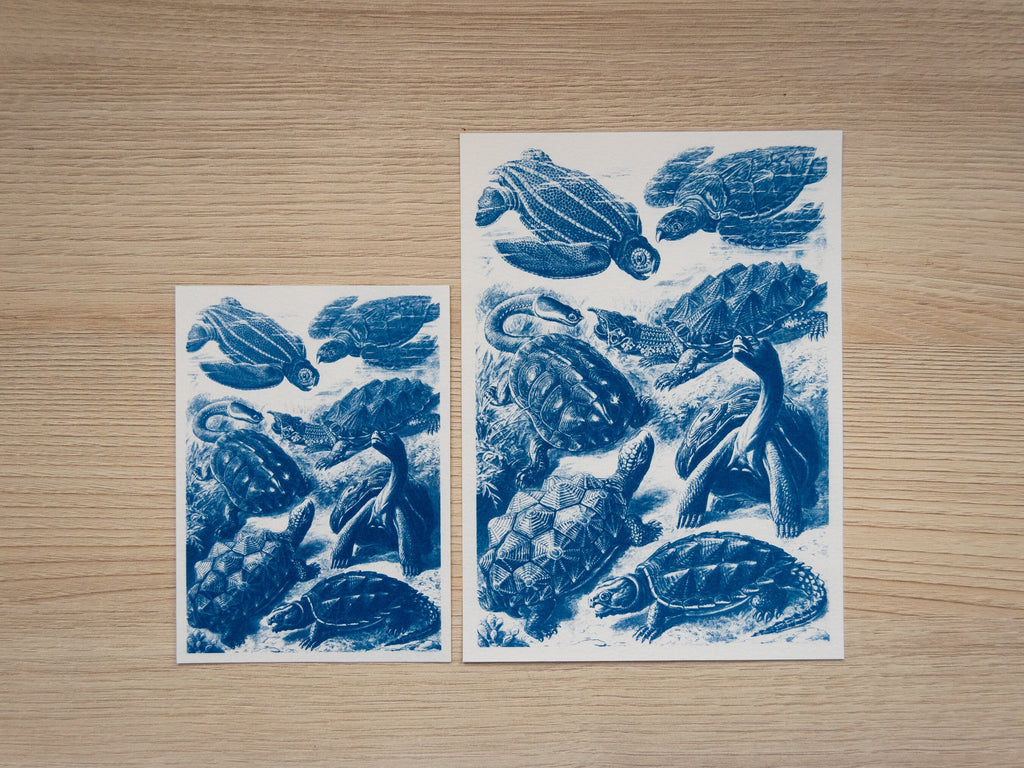vintage turtles cyanotype print