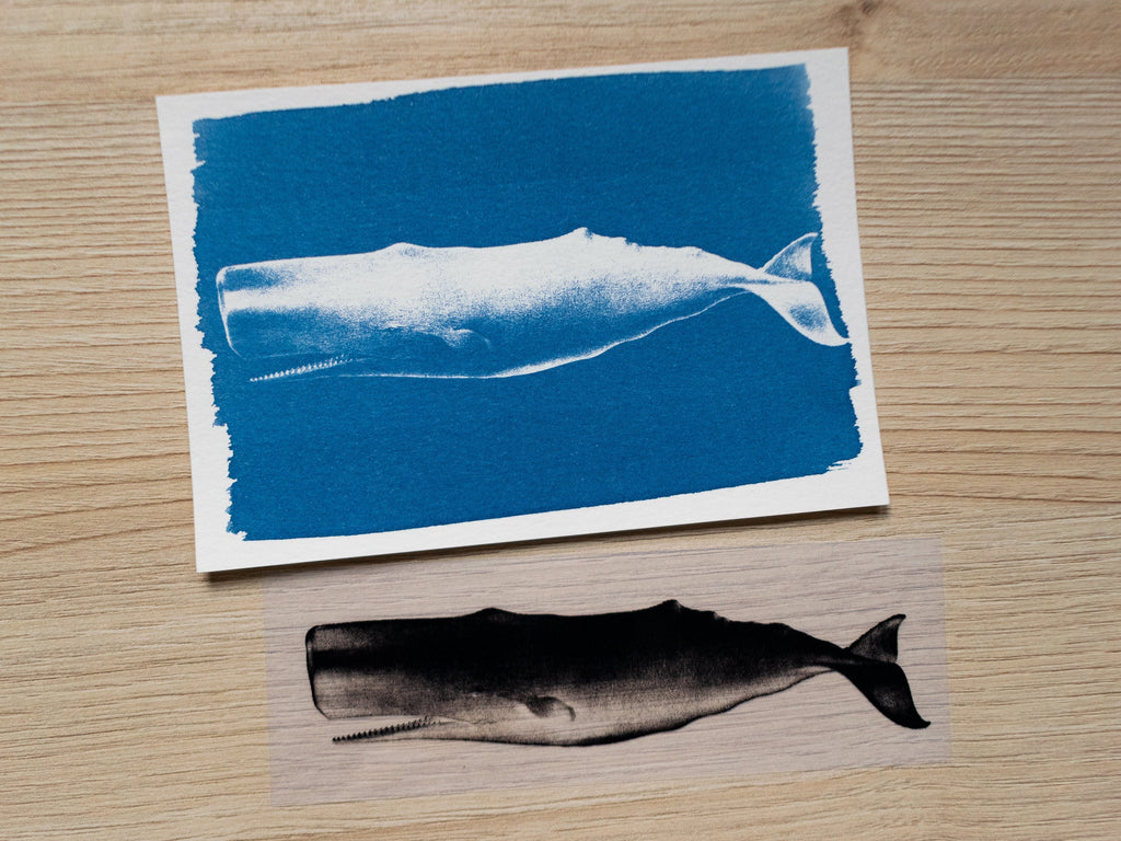 vintage whales illustration negatives for cyanotype