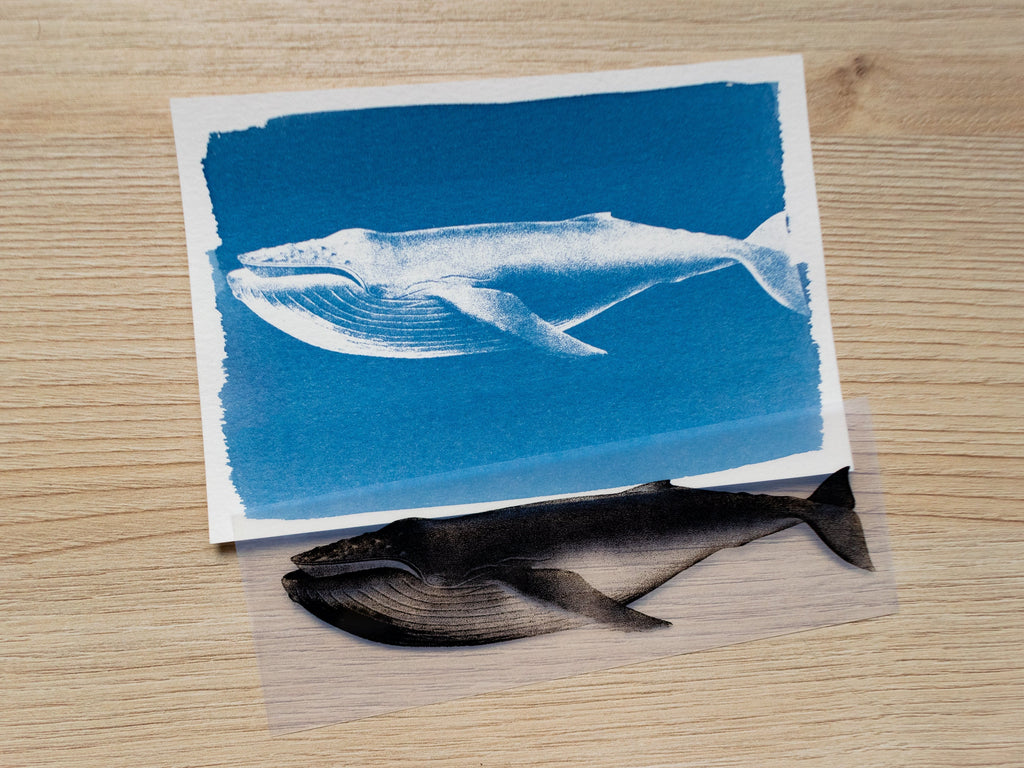 vintage whales illustration stencils for cyanotype