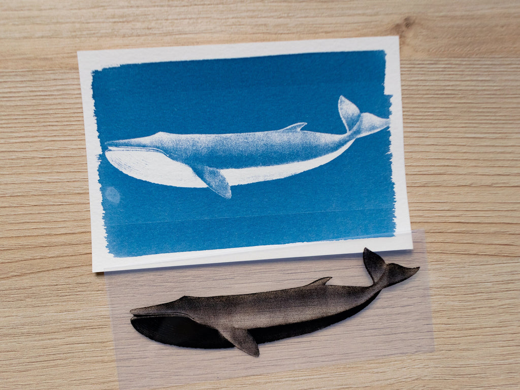 vintage whales stencils for cyanotype