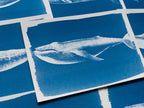 whale stencils for solar printing