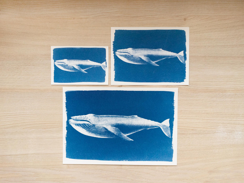 whales cyanotype art