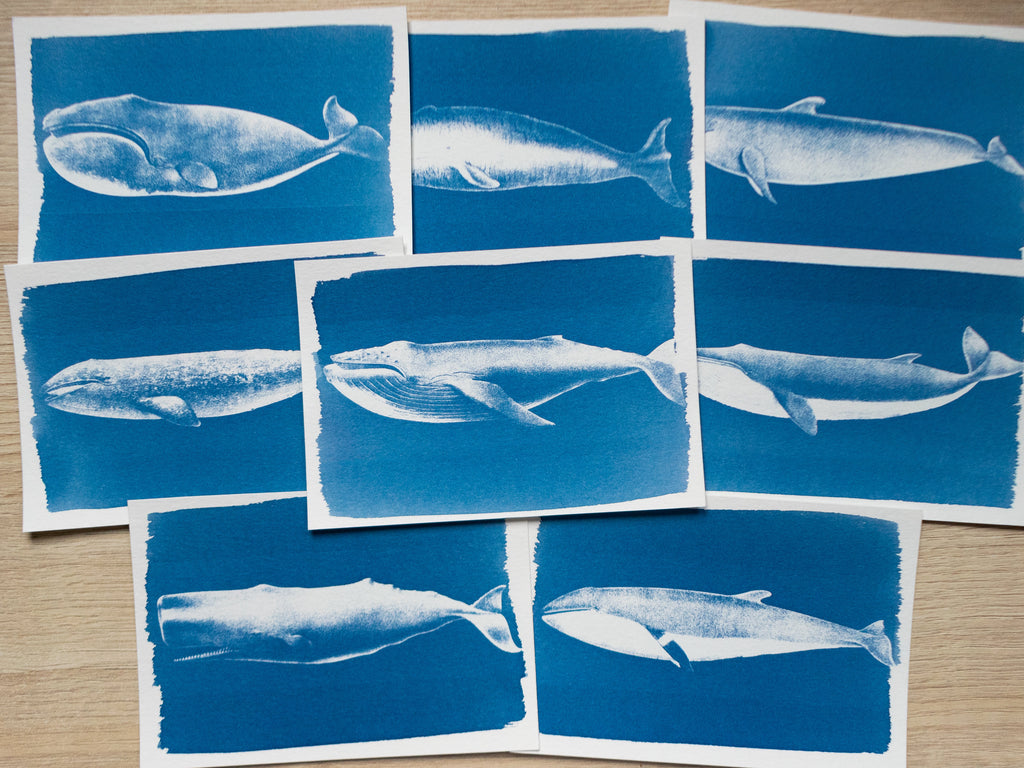 whales cyanotype print