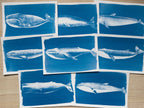 whales cyanotype print
