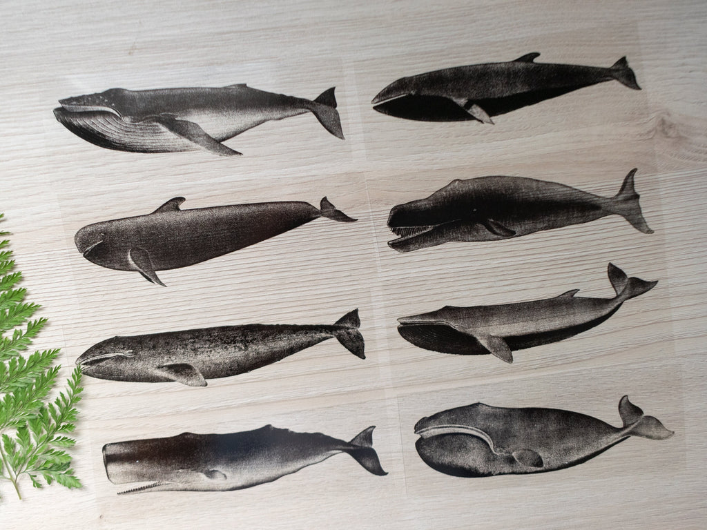 whales stencils for cyanotype