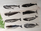 whales stencils for cyanotype